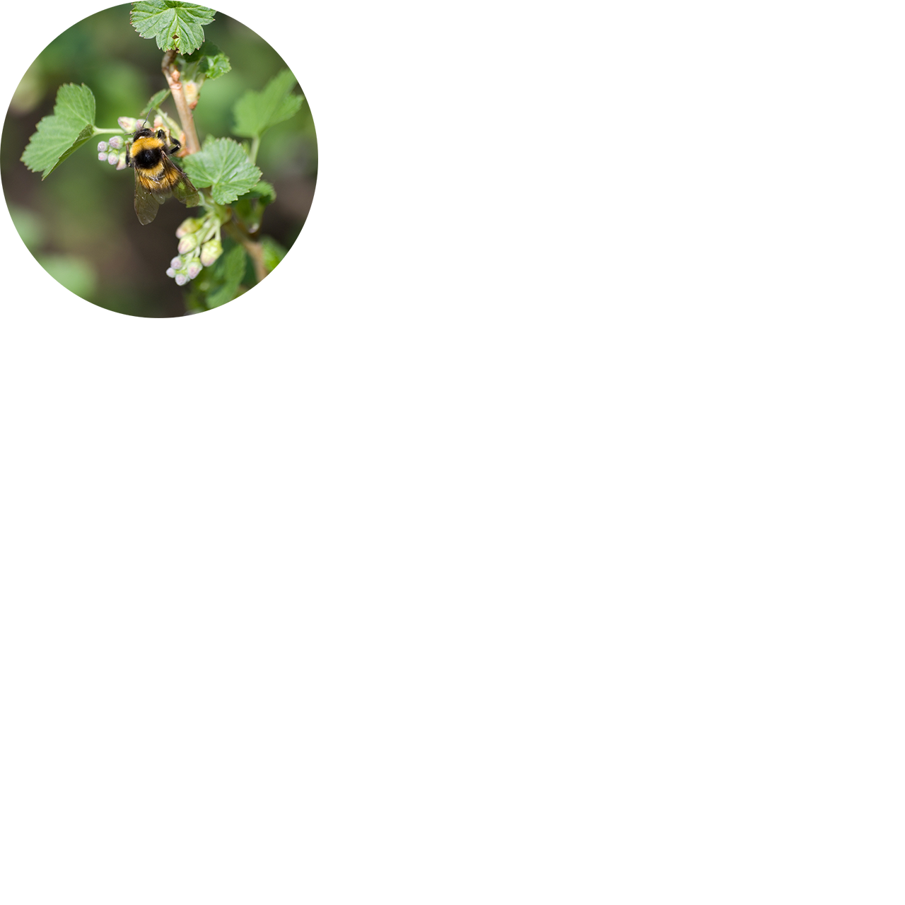 Bee_on_Budding_Vine-small