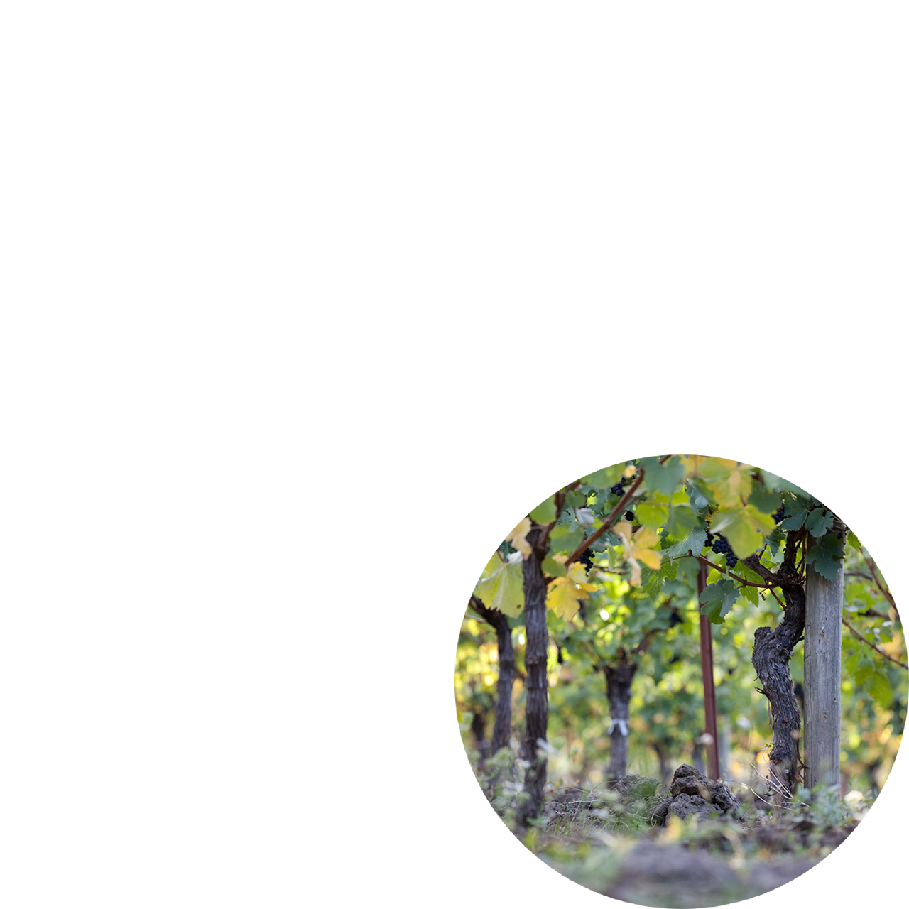 vineyard-trunk-and-trellis-post-circle